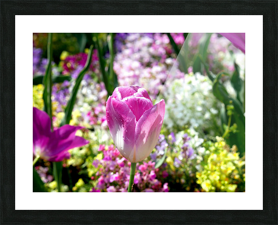 Tulips Are Better Than One 2 Picture Frame print