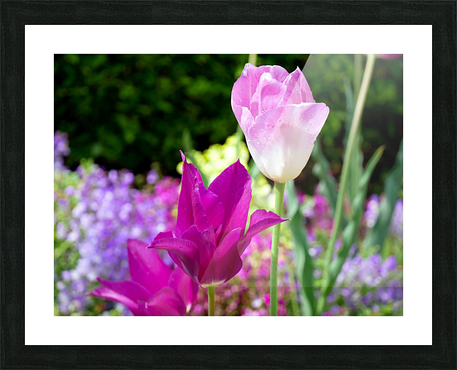 Tulips Are Better Than One 3 Impression et Cadre photo