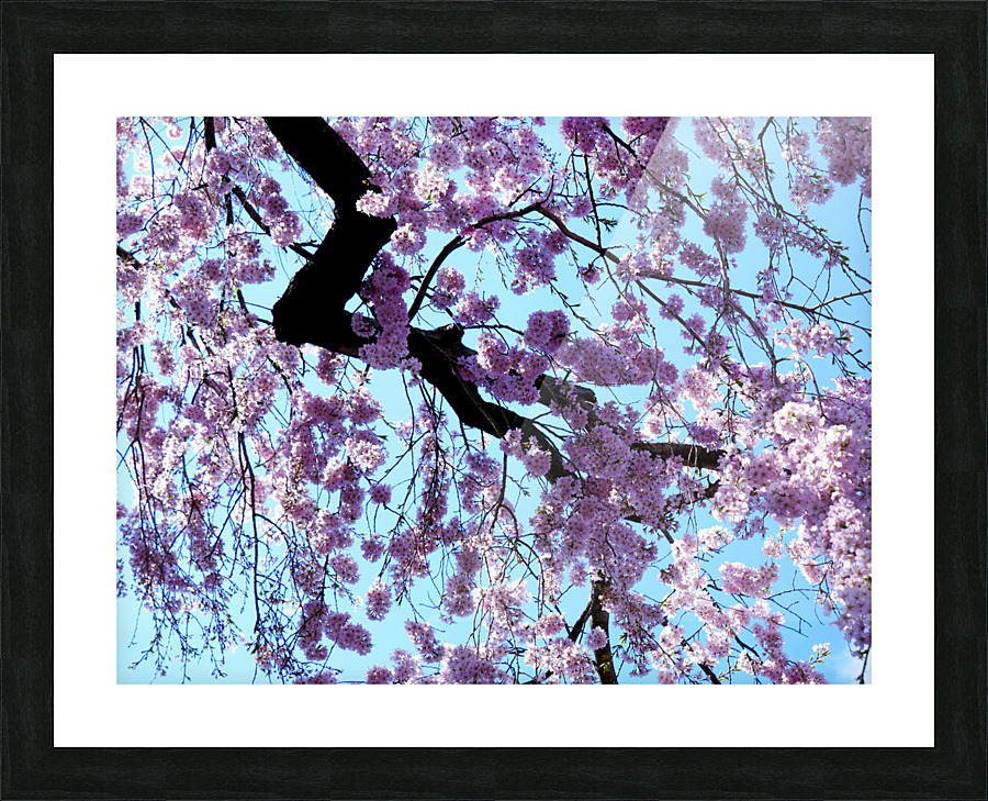 Cherry Blossom 3 Picture Frame print