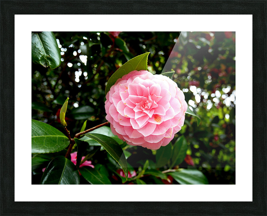 Blooms of Joy 1B Picture Frame print