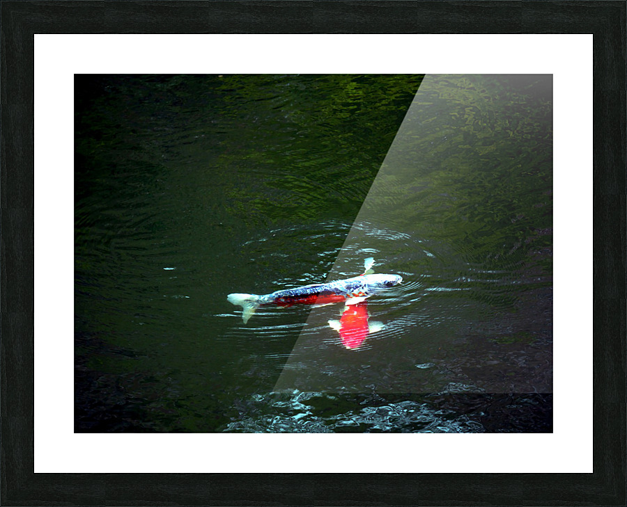 Playful Koi Impression et Cadre photo