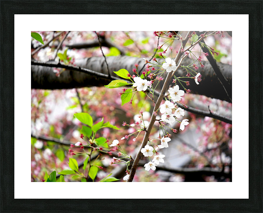 Cherry Blossom 2 Impression et Cadre photo