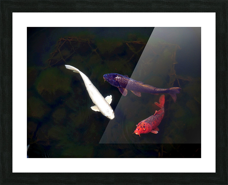 Some Very Coy Koi Impression et Cadre photo