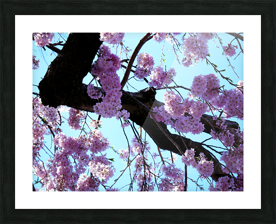 Cherry Blossom  Impression et Cadre photo