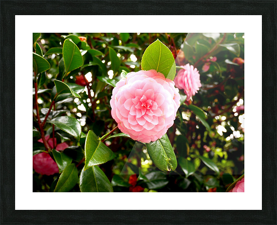 Blooms of Joy 1 Picture Frame print