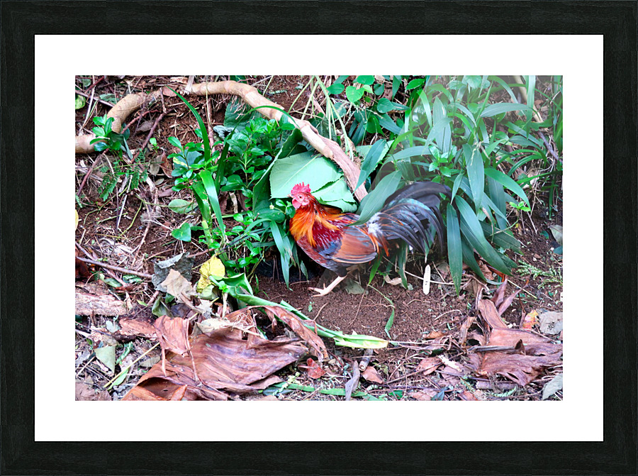 Cock in the Wild Picture Frame print