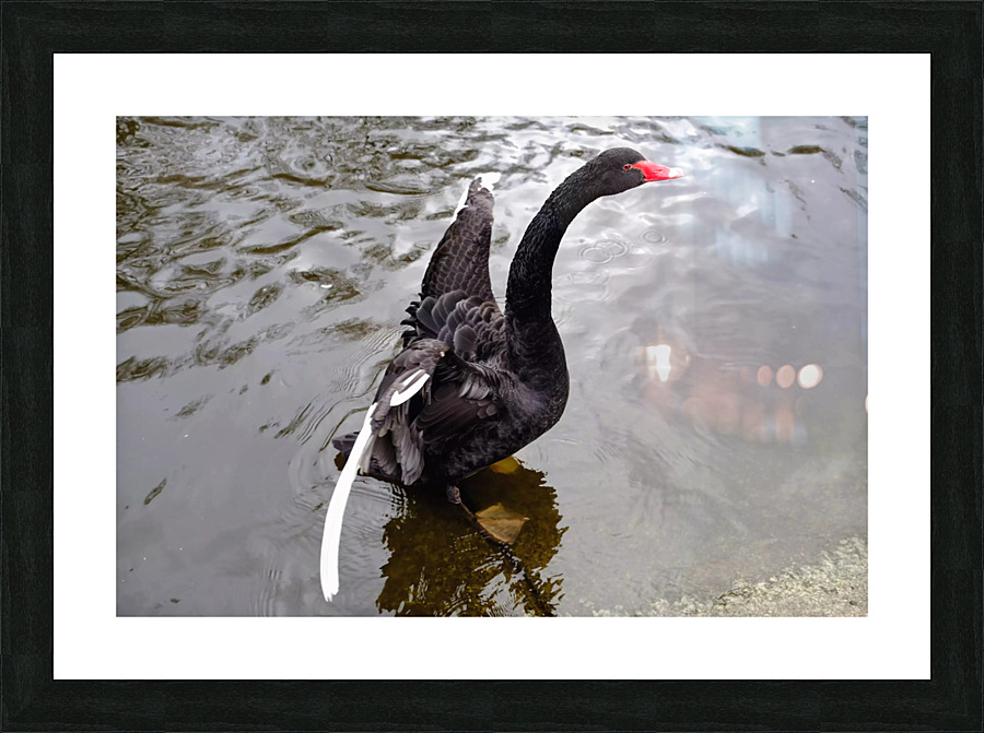 A Black Swan Moment 2B Picture Frame print