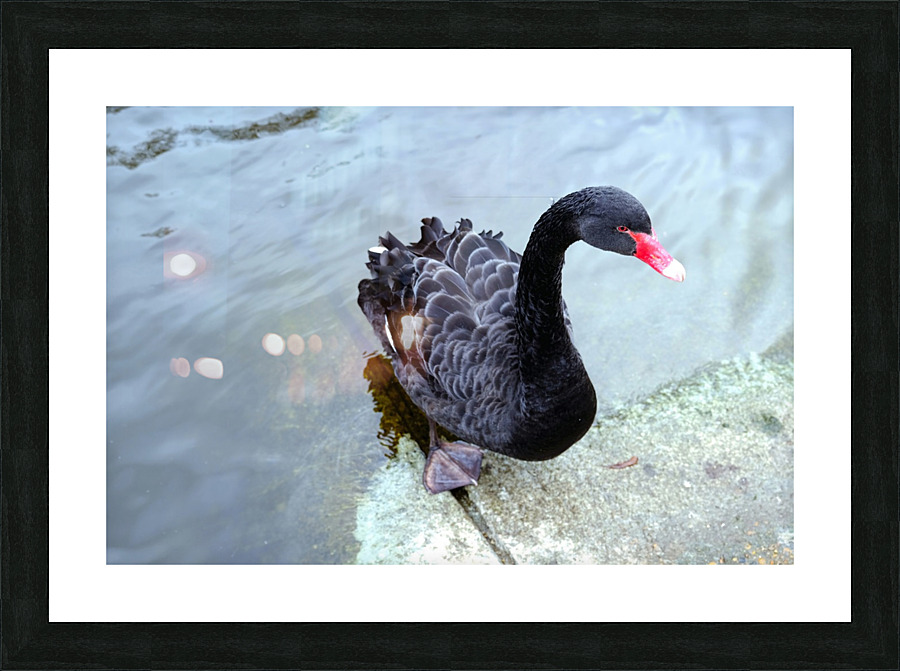 A Black Swan Moment 3 Picture Frame print
