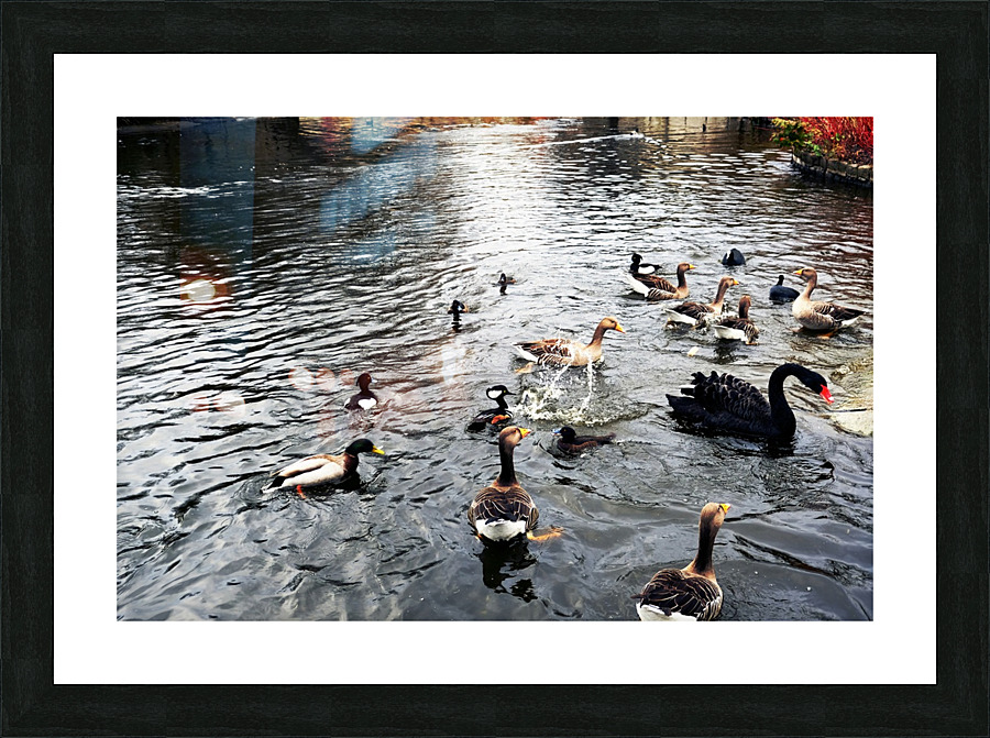 Ducking a Black Swan Moment Impression et Cadre photo