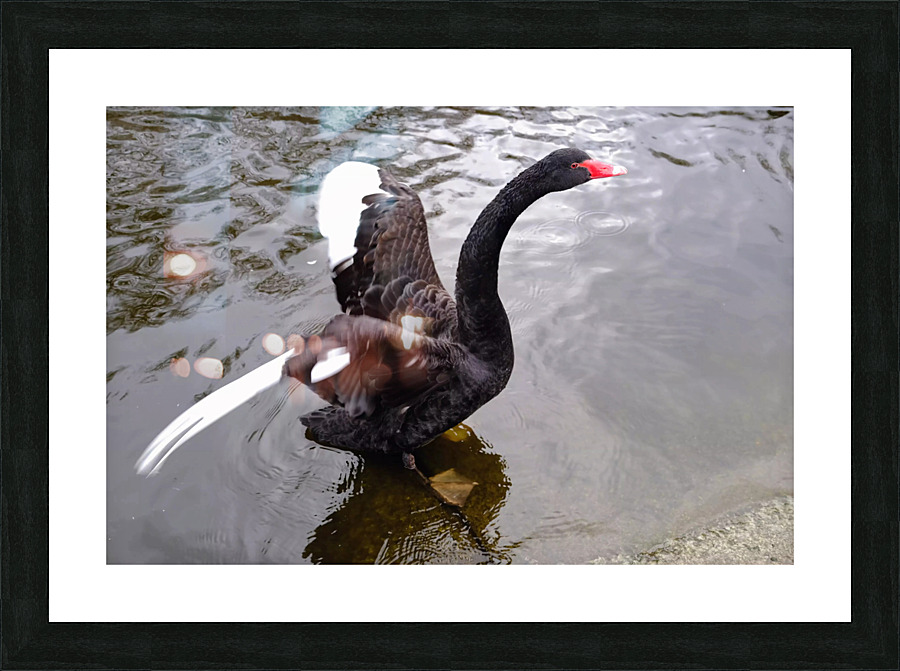 A Black Swan Moment 2 Picture Frame print