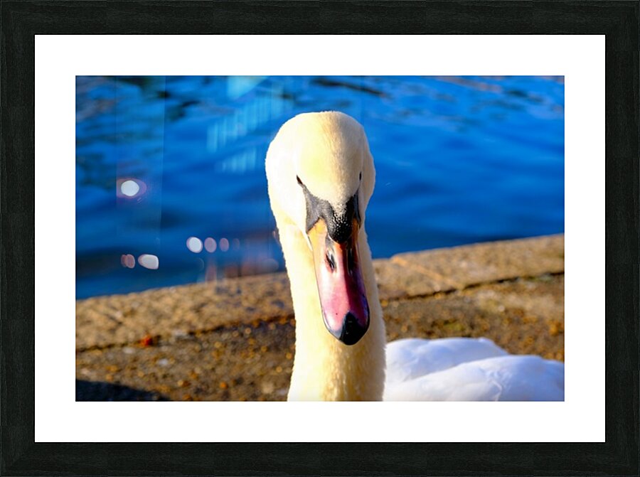 Riverside Swan Close-Up Picture Frame print