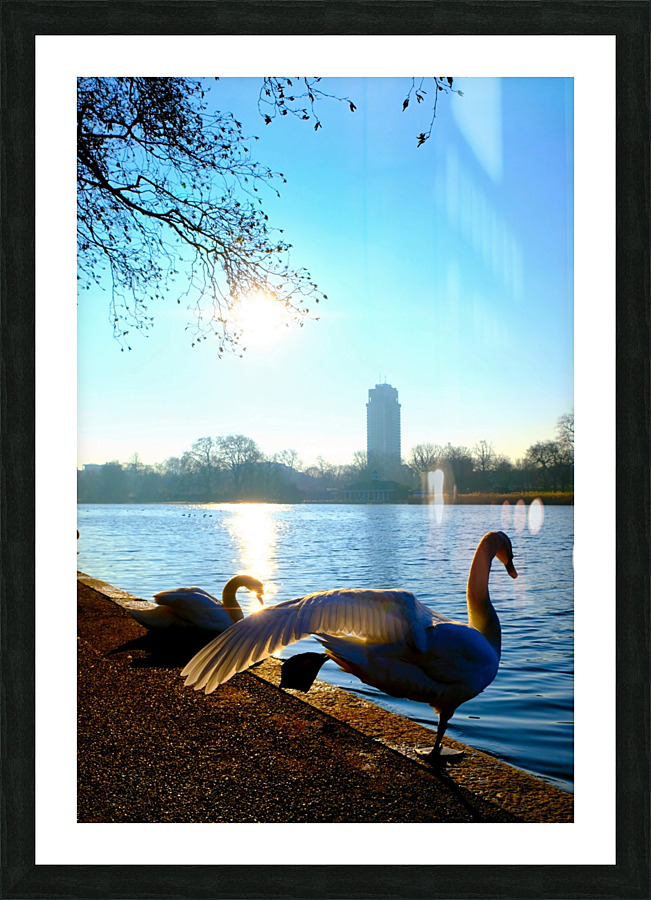 Swan Yoga Morning Stretch Picture Frame print