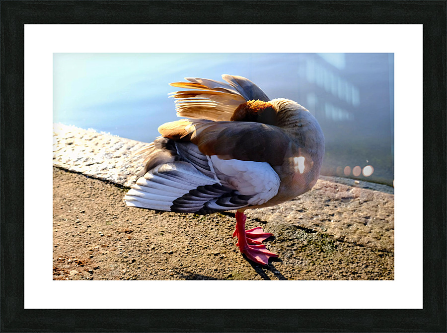 No Selfies Please  Picture Frame print