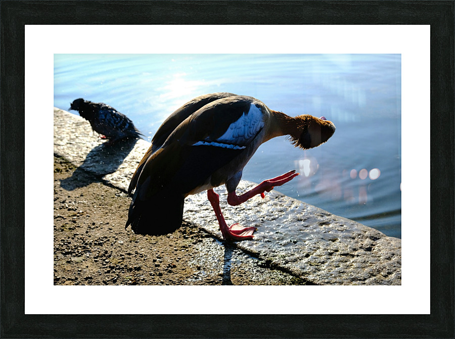 Is the Sky Falling...Just Checking Picture Frame print