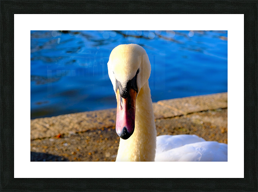 Swan Face 3 Impression et Cadre photo