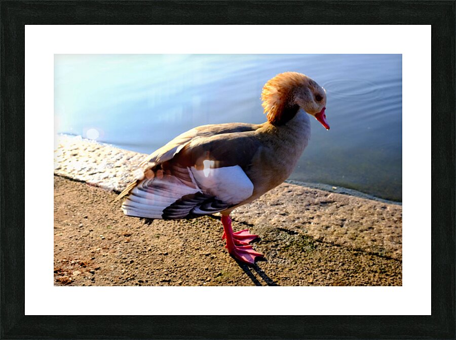 Duck Pose Impression et Cadre photo