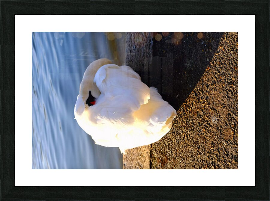 Swan at Rest Picture Frame print
