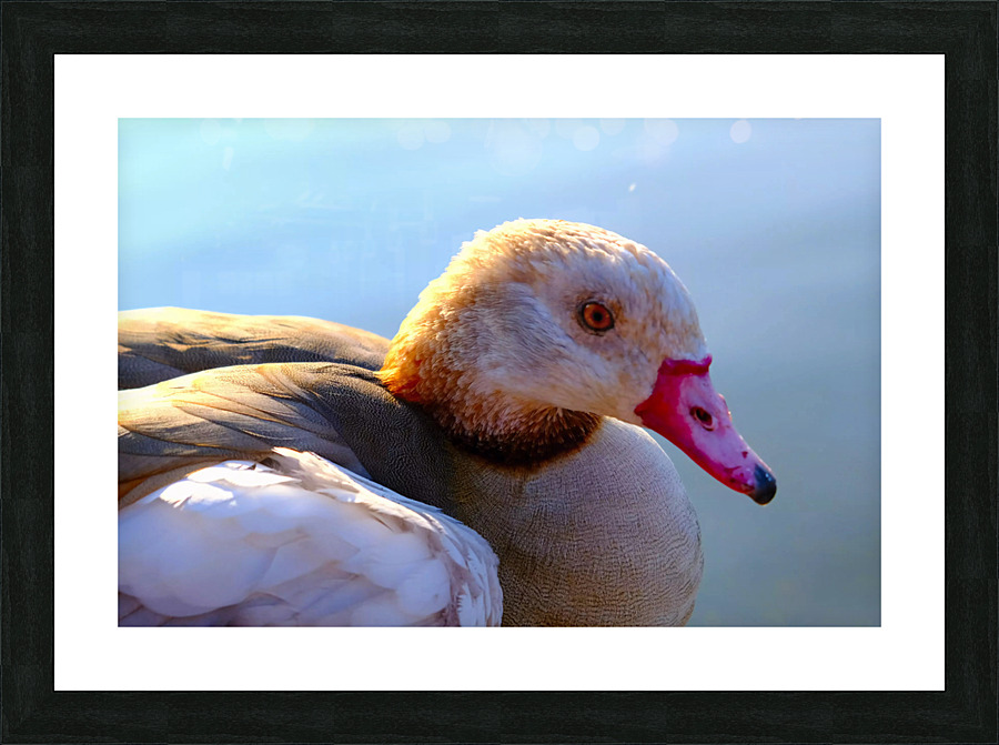 Duck Face 1B Picture Frame print