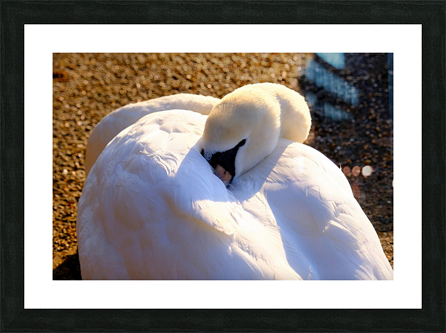 Got My Eye On You Swan Picture Frame print