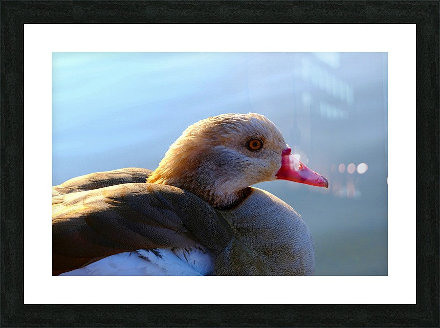 Duck Face Picture Frame print