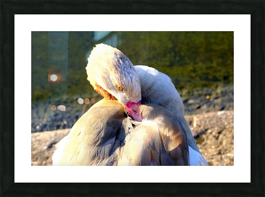 Evil Eye Swan Impression et Cadre photo