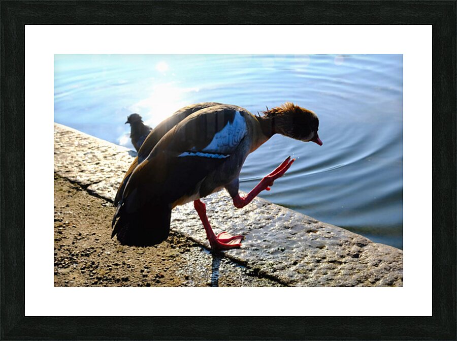  Step Off the Deep End Picture Frame print