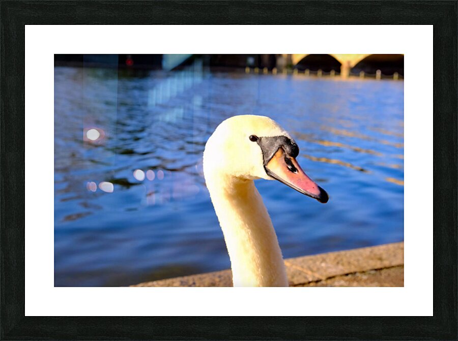 Graceful Swan by the River Picture Frame print