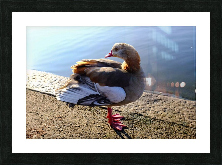 Graceful Pause Impression et Cadre photo