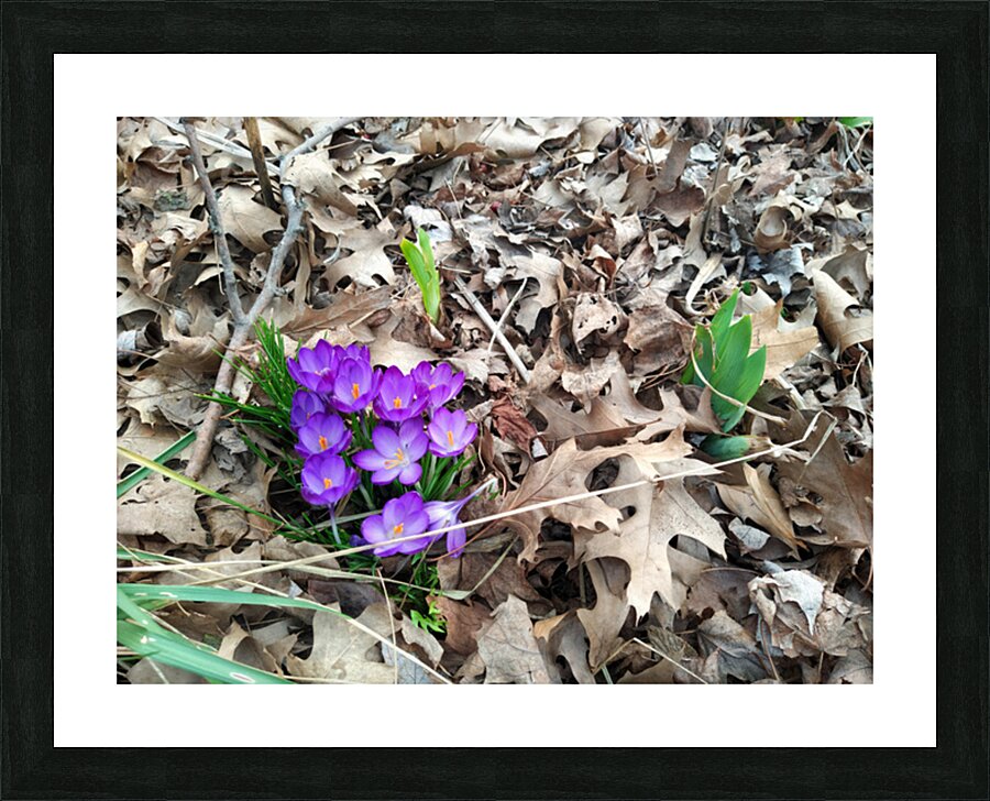 Spring Emerges Picture Frame print