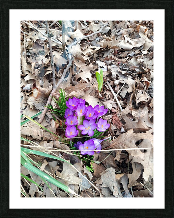Crocus Rising Picture Frame print