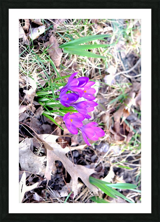Crocus Revival Picture Frame print