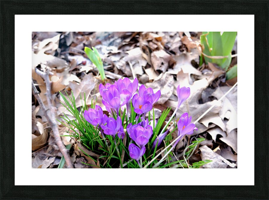 Spring’s Prelude Picture Frame print