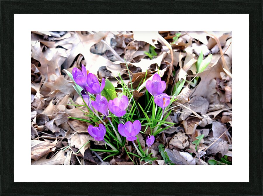 Spring Awakening Picture Frame print