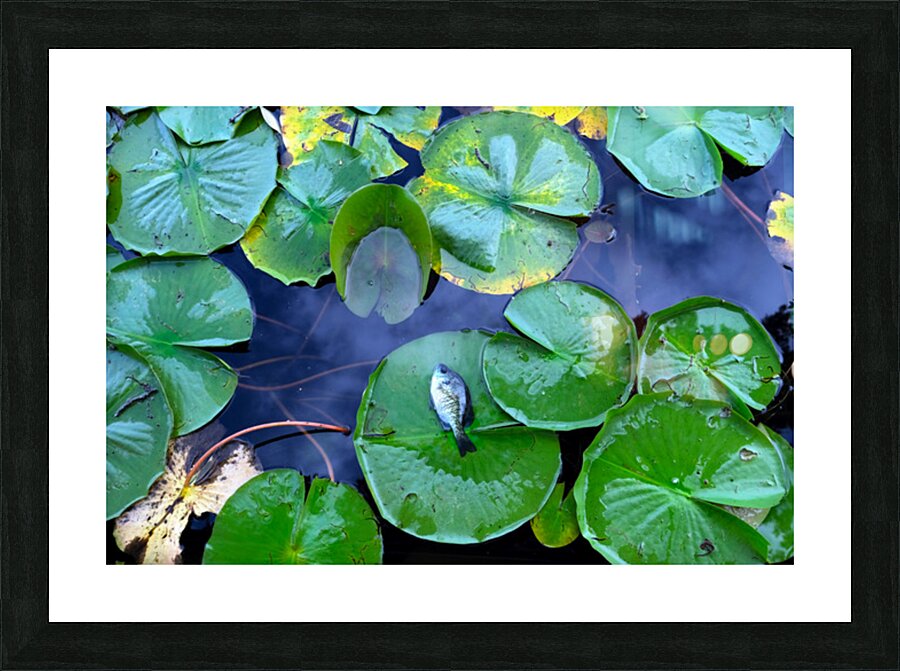 Resting Above the Depths Picture Frame print