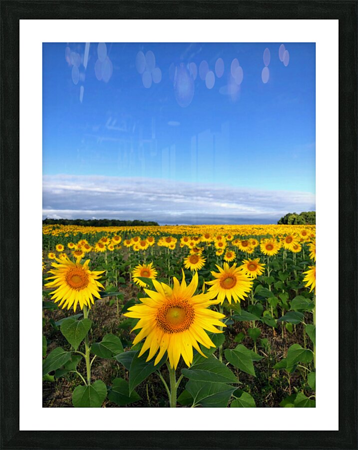 Fields of Joy Picture Frame print