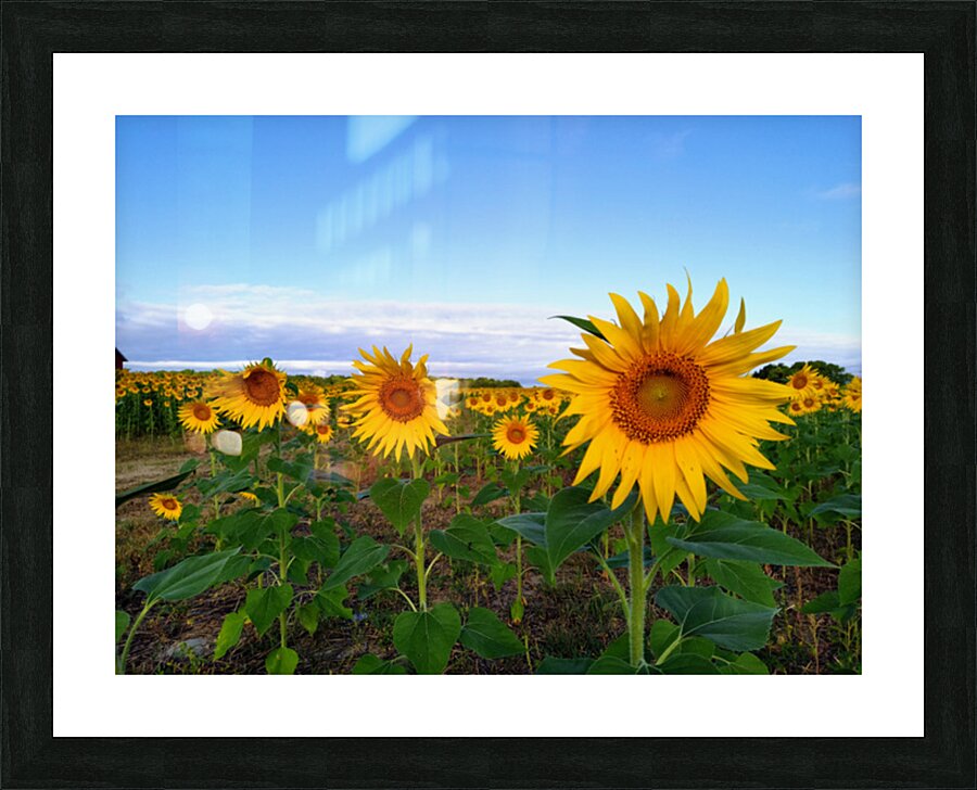 A Golden Gaze Picture Frame print