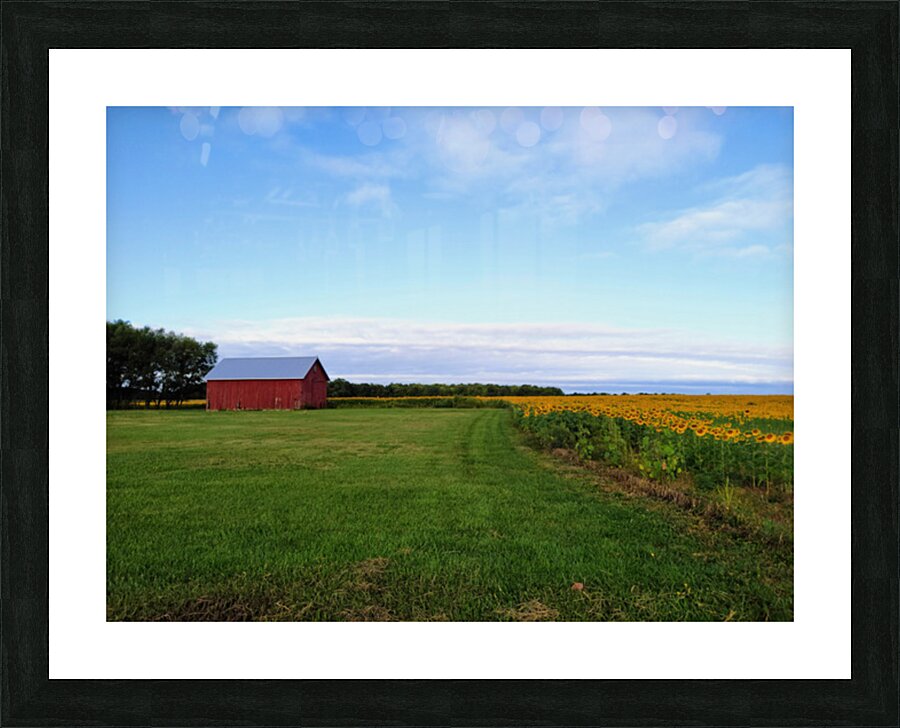 Raising Sunshine Sunflower Farm Picture Frame print