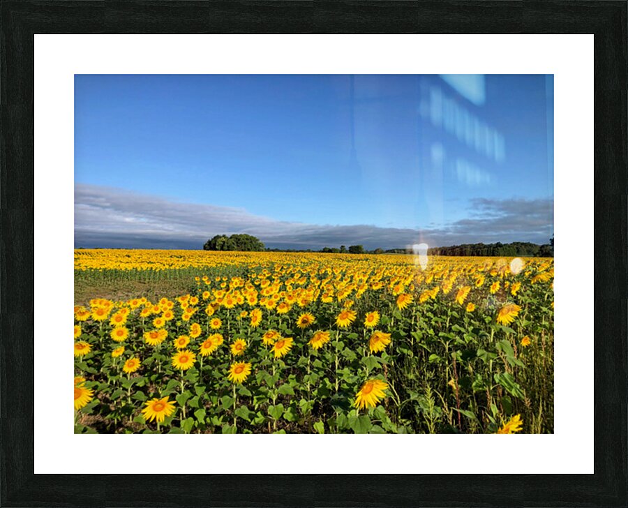 A Sea of Golden Dreams Impression et Cadre photo