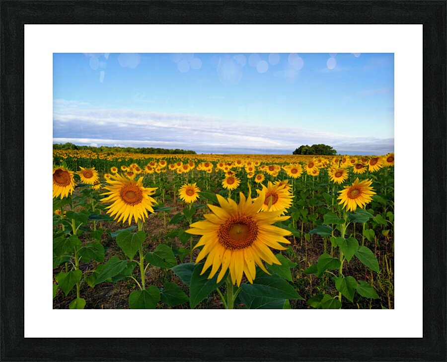 The Heart of Summer  Impression et Cadre photo