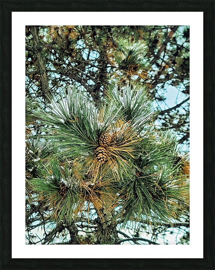 Frosted Pine Cones  Picture Frame print