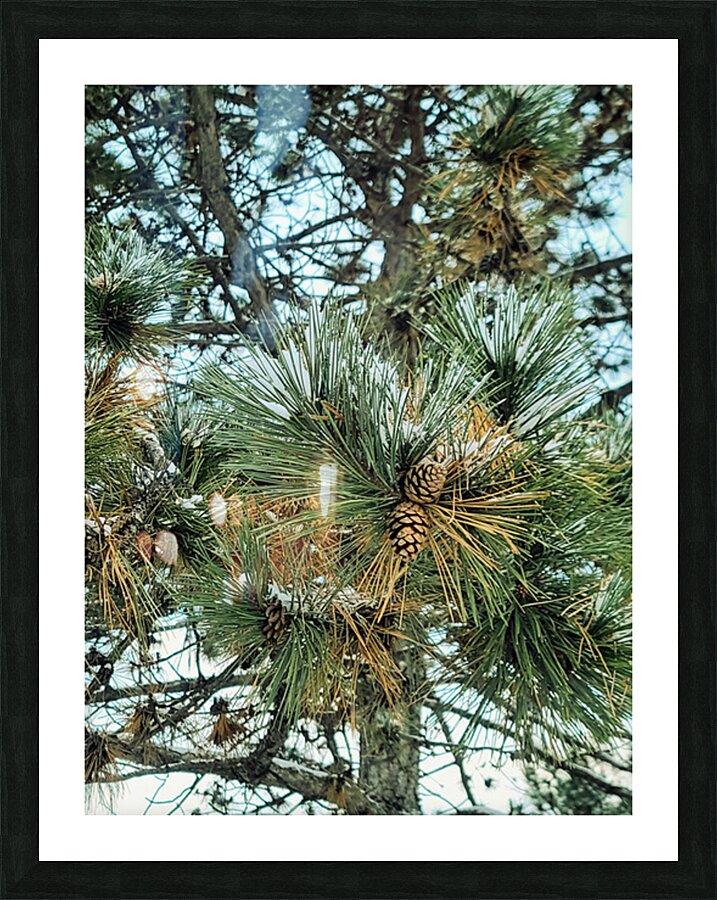 Winter Pinescape Picture Frame print