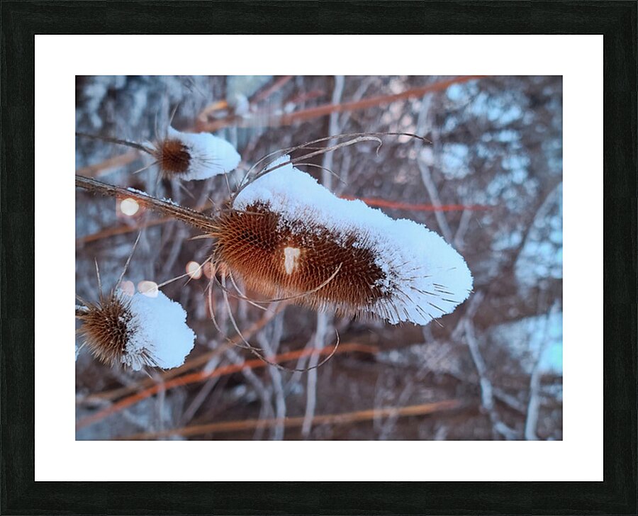 Thorny Lollipop Winter Thistle  Picture Frame print