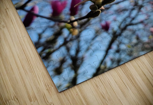 Pink Petals in Warm Light Click4Pix puzzle