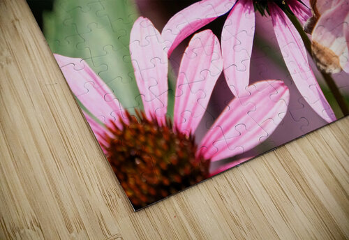 Coneflower and the Resting Wanderer Click4Pix puzzle