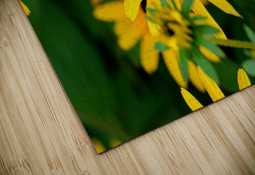 Black-Eyed Susans Dance Partner Click4Pix puzzle
