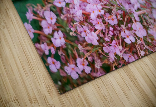 Just Bee Still In Fields of Pink Click4Pix puzzle