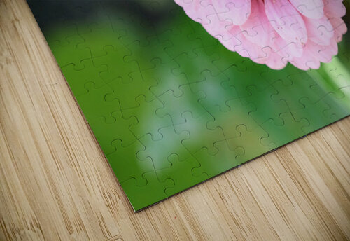 Pretty in Pink Zinnia:  Soft Celestial from Earth’s Garden Click4Pix puzzle