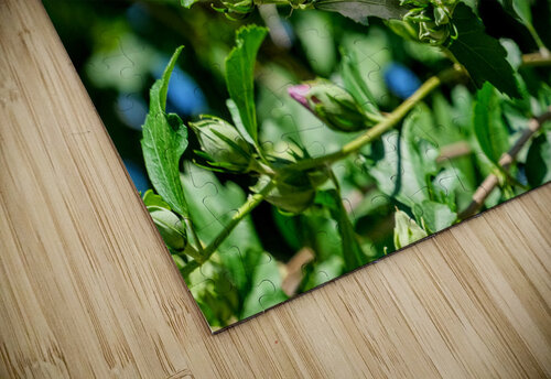 A Hibiscus Glimpse into Nature’s Heartbeat Click4Pix puzzle