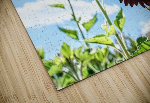 Bloom of the Dark Sun Flower Click4Pix puzzle