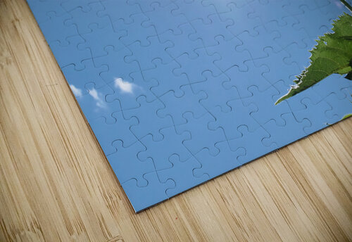 Skyward Confession: A Sunflower’s Secret Click4Pix puzzle